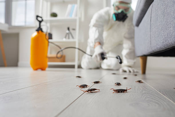 Post-Treatment Bed Bug Interceptor Monitoring in Cherry Grove